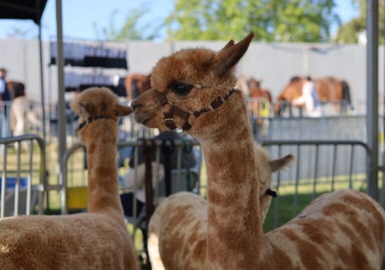 Foire aux Fromages 2025 - La Capelle